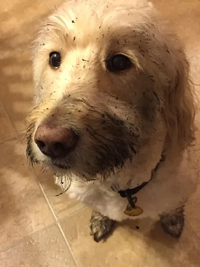 Portrait photograph of golden doodle dog named Harley with white and cream-colored wavy fur covered in mulch and dark expressive eyes looking at camera after playing outdoors standing on beige tile floor