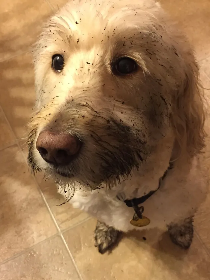 Harley, Richard Waine's Golden Doodle